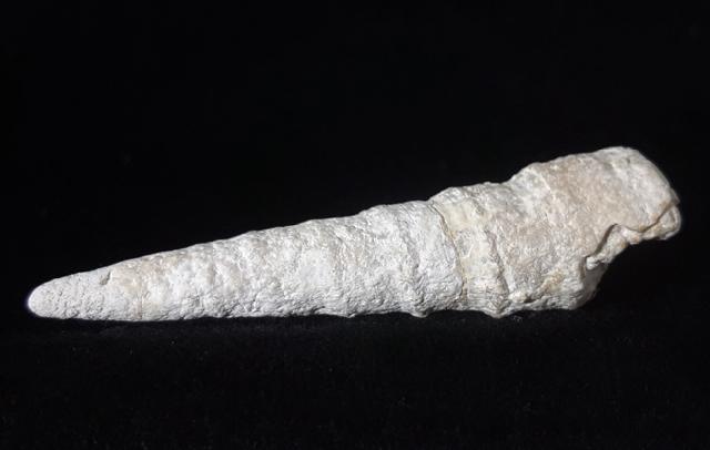 Eunerinea baillei (MAIRE 1913) - Bild © FossNet FossilienStore